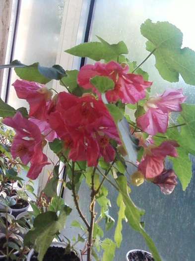  - A-Flori 2012