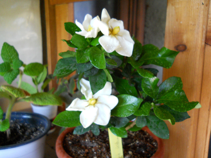 DSCN1796 - GARDENIA-2012