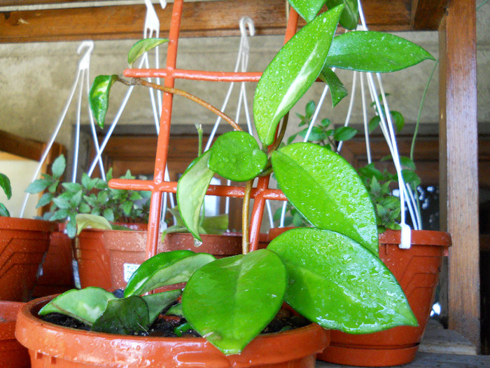 carnosa variegata - HOYA-2012