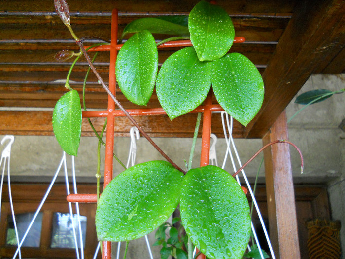 h. australis - HOYA-2012