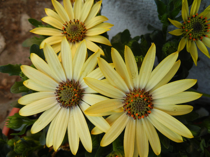 African Daisy (2012, April 30) - 2012 African Daisy