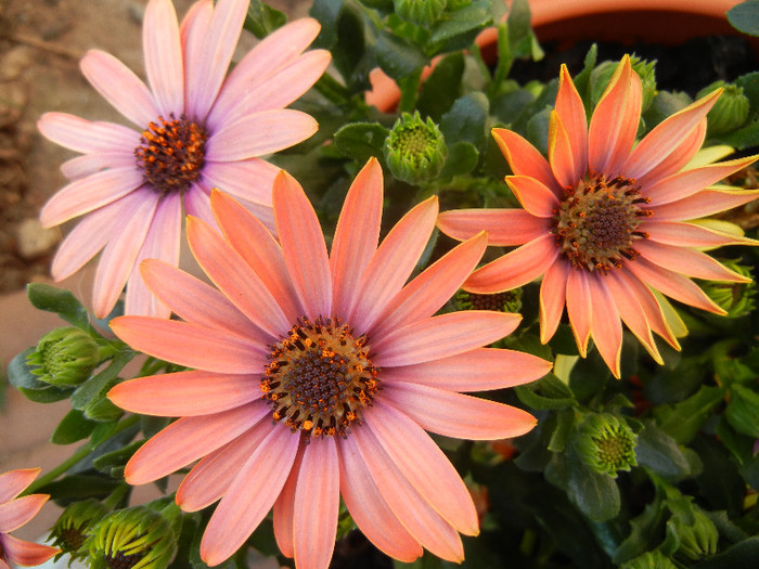 African Daisy (2012, April 30) - 2012 African Daisy