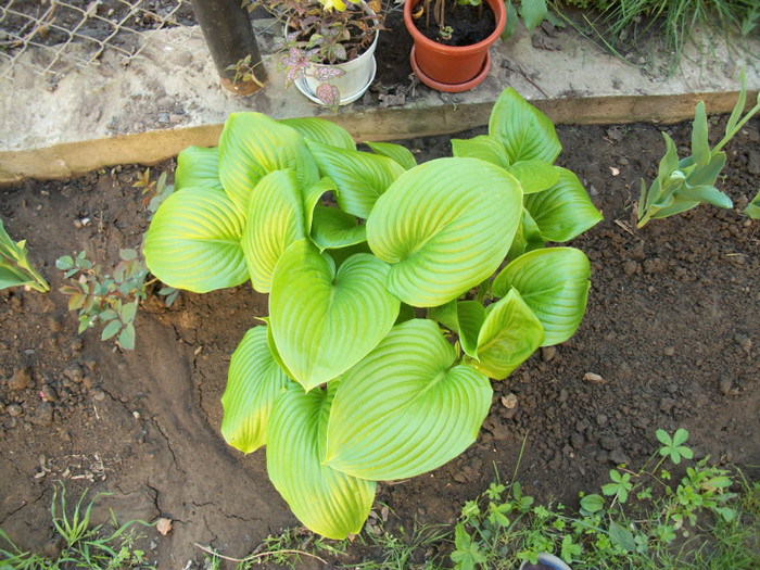 100_9130 - hosta 2012