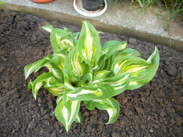 100_9127 - hosta 2012