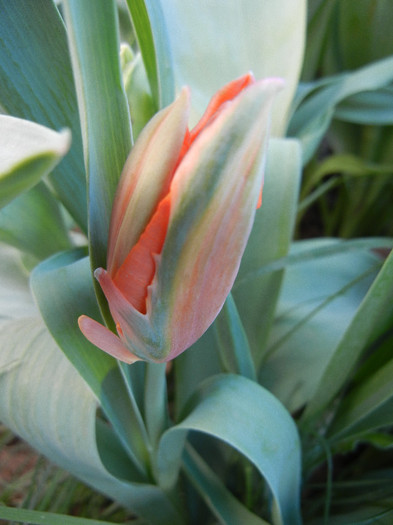 Tulipa Orange Favorite (2012, April 30)