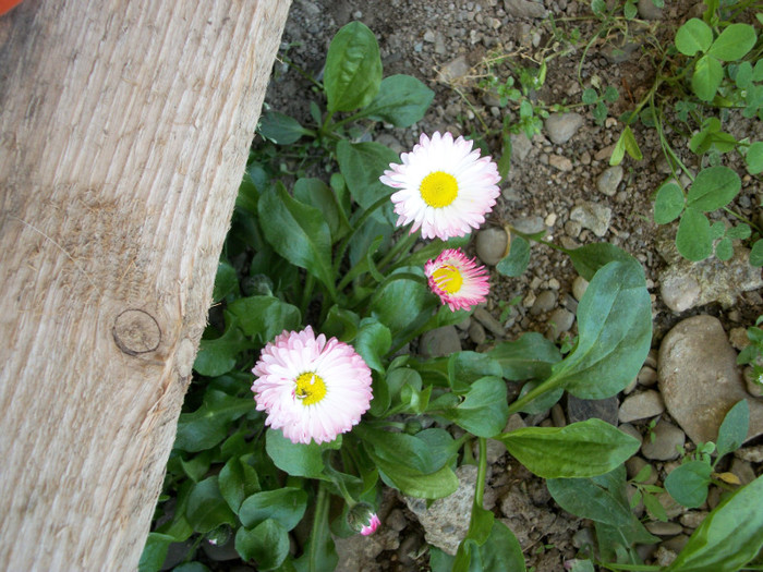 100_9117 - bellis 2012