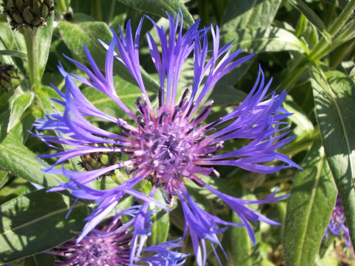 100_9087 - centaurea montana 2012