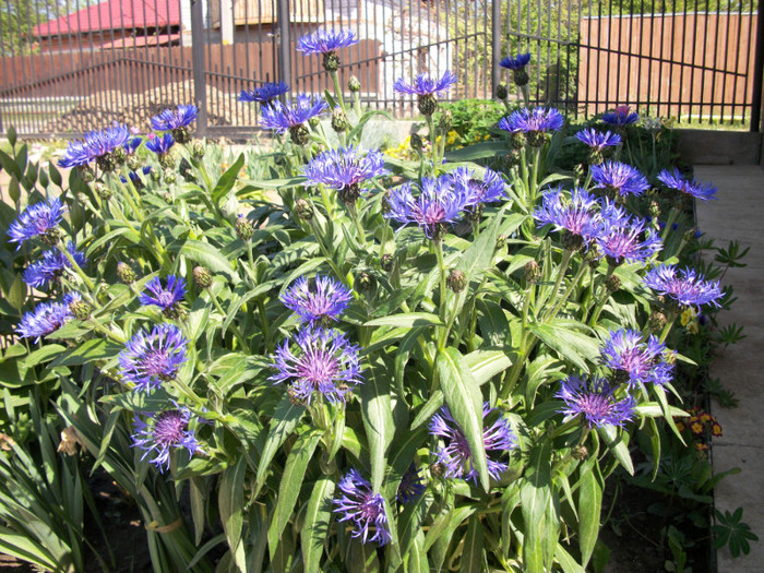 100_9086 - centaurea montana 2012