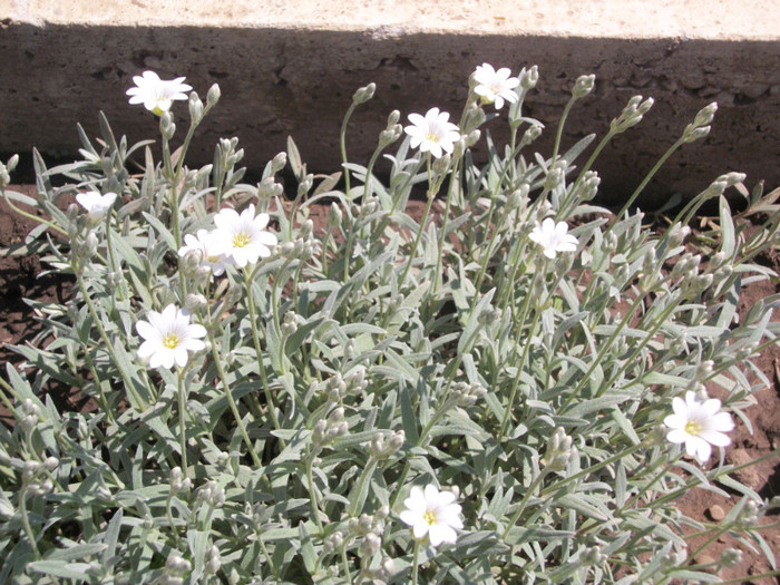 100_9141 - cerastium tomentosum