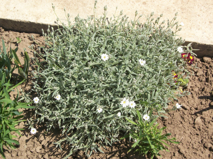 100_9137 - cerastium tomentosum