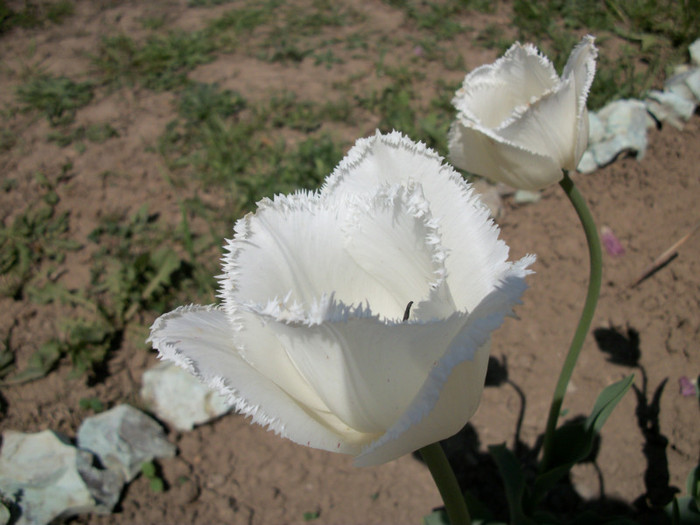 100_9145