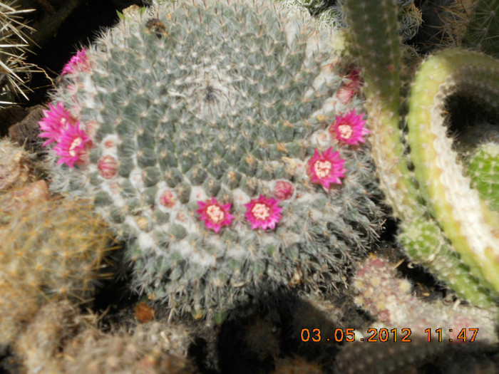  - cactusii mei infloriti