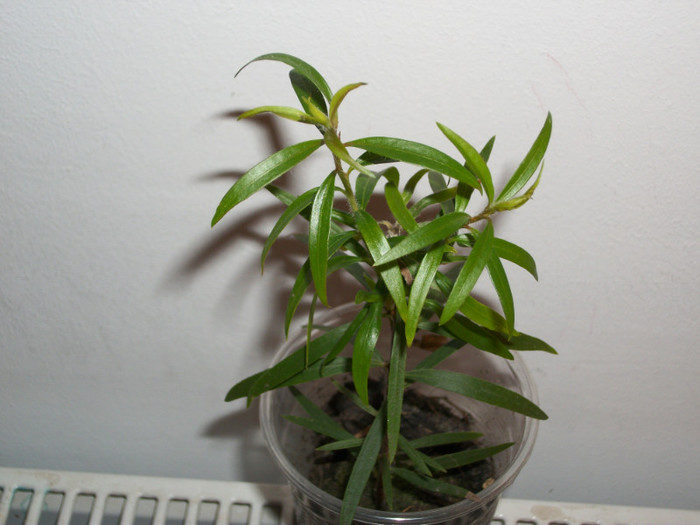 calistemon - 1 ACHIZITII PLANTE 2012