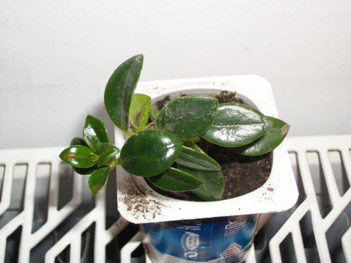 nemathantus - 1 ACHIZITII PLANTE 2012