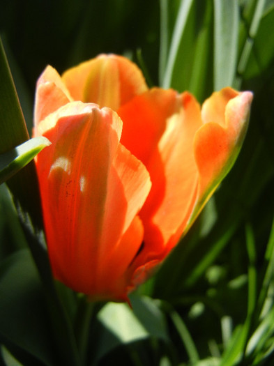 Tulipa Orange Favorite (2012, May 01) - Tulipa Orange Favorite Parrot