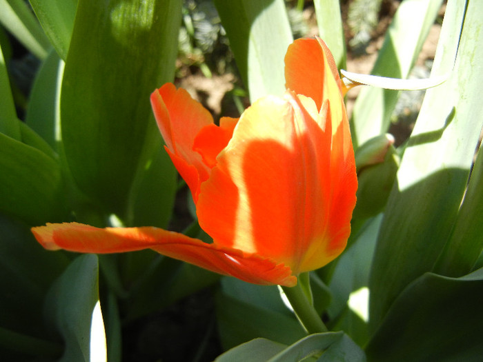 Tulipa Orange Favorite (2012, May 01) - Tulipa Orange Favorite Parrot