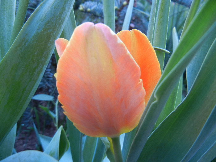 Tulipa Orange Favorite (2012, May 03) - Tulipa Orange Favorite Parrot