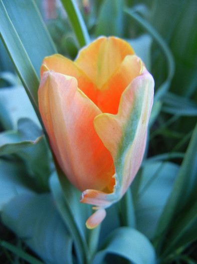 Tulipa Orange Favorite (2012, May 03) - Tulipa Orange Favorite Parrot