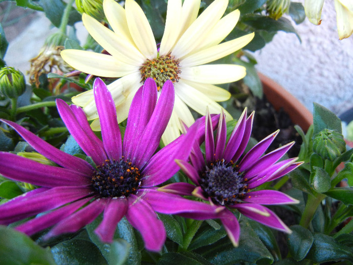 African Daisy (2012, May 01)