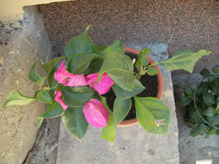 100_9146 - bougainvillea