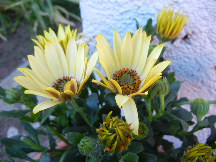 African Daisy (2012, May 01)