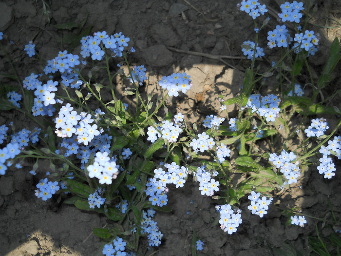 myosotis
