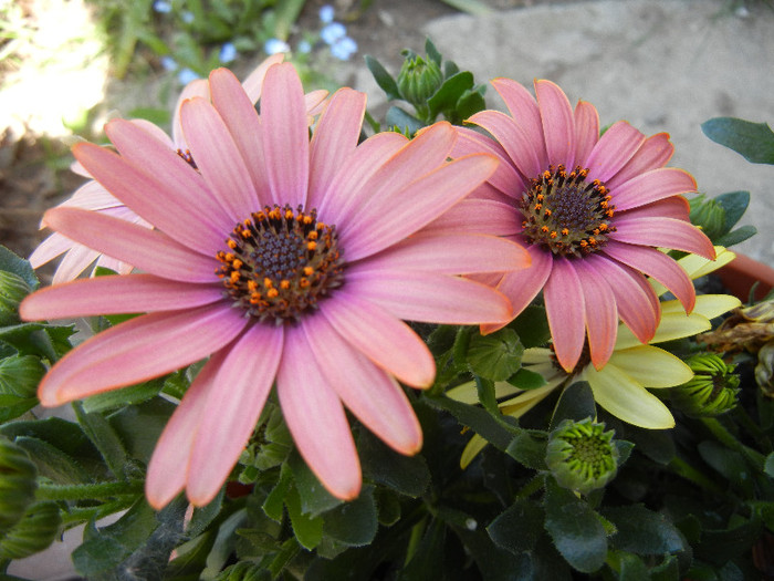 African Daisy (2012, May 01) - 2012 African Daisy