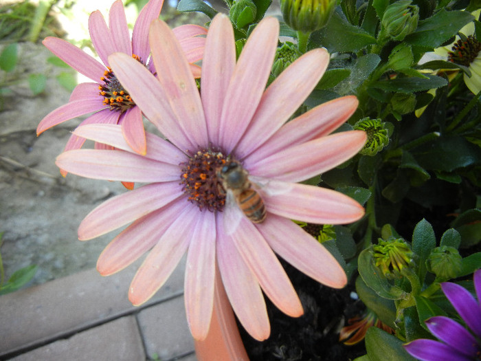 African Daisy (2012, May 01)