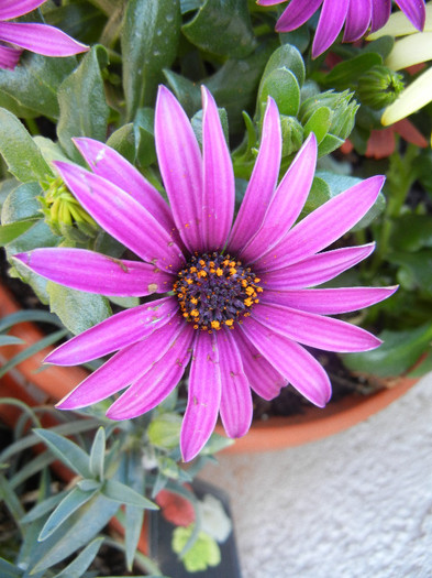 African Daisy (2012, May 01)