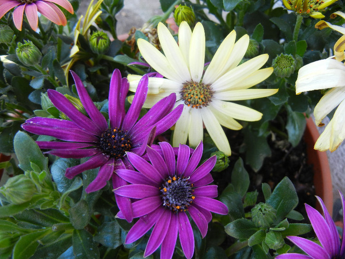 African Daisy (2012, May 01)