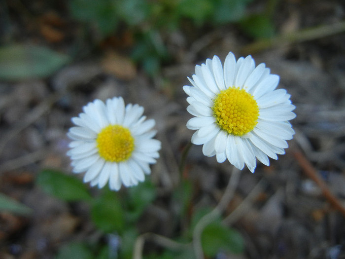 Bellis perennis (2012, April 30) - BELLIS Perennis