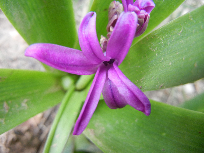 Hyacinth Woodstock (2012, April 26) - Hyacinth Woodstock