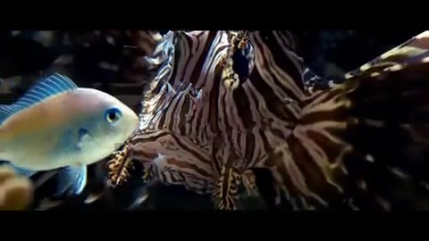 Oceans Bloopers - Joe Jonas and Demi Lovato 0515