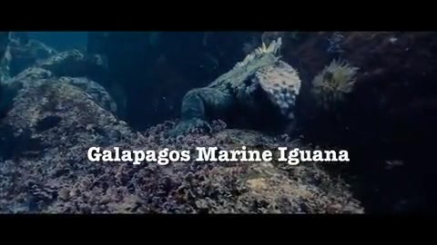Oceans Bloopers - Joe Jonas and Demi Lovato 0601