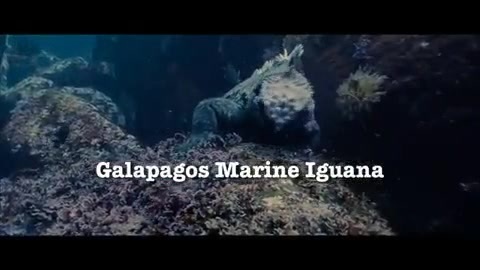 Oceans Bloopers - Joe Jonas and Demi Lovato 0604