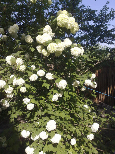 02052012 - Viburnum sau Calin