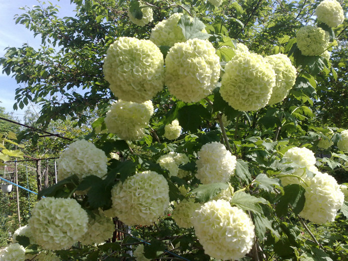 02052012 - Viburnum sau Calin