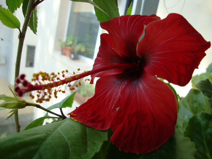 DSC04895 - 00 hibiscus