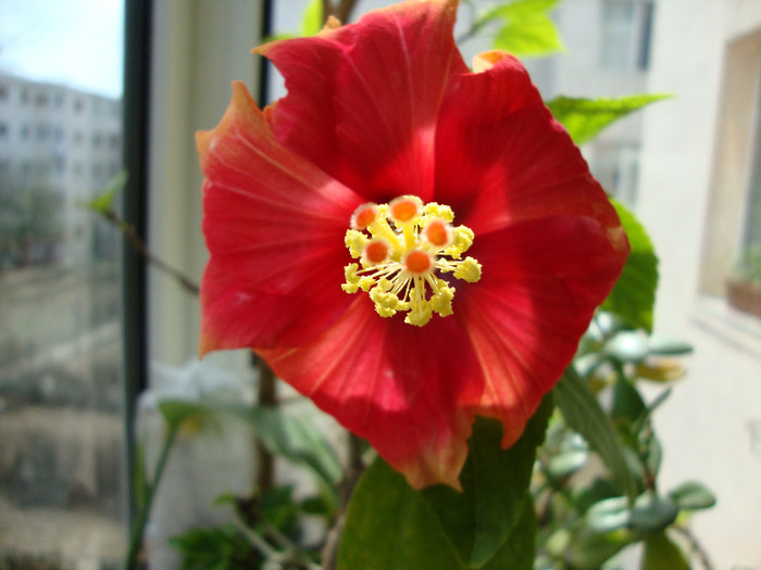 DSC04726 - 00 hibiscus