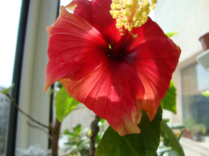 DSC04727 - 00 hibiscus