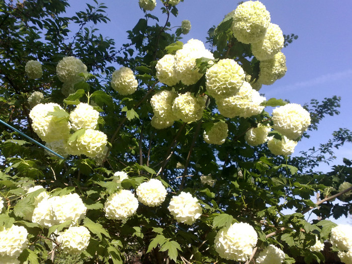 02052012 - Viburnum sau Calin