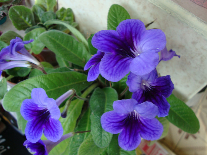 DSC04902 - 00 streptocarpus