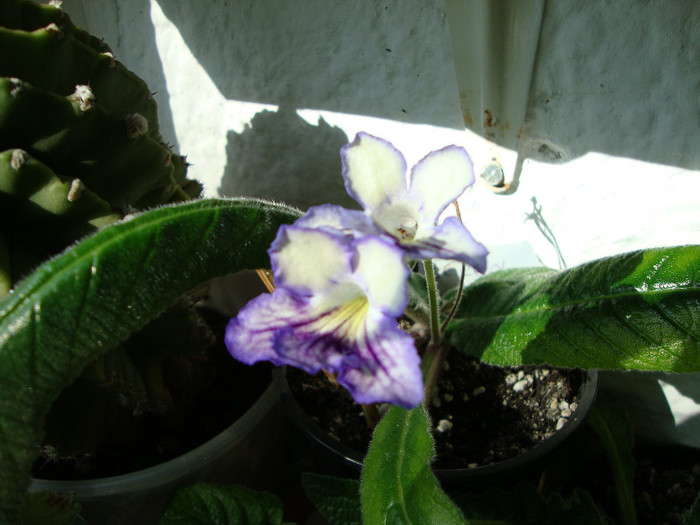 DSC04901 - 00 streptocarpus