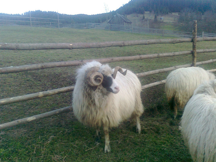 Photo0267 - 1BERBECII MEI