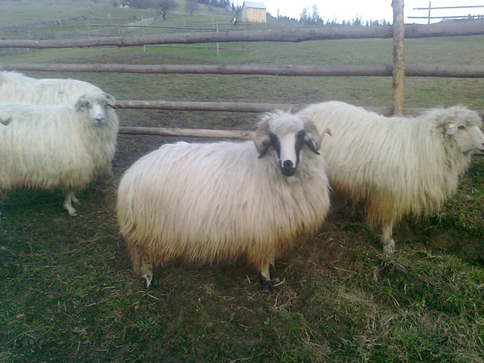 Photo0268 - 1BERBECII MEI