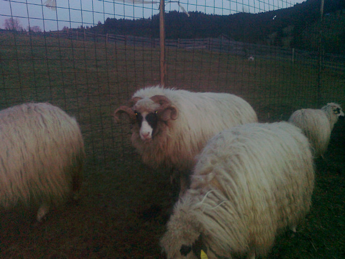 Photo0314 - 1BERBECII MEI