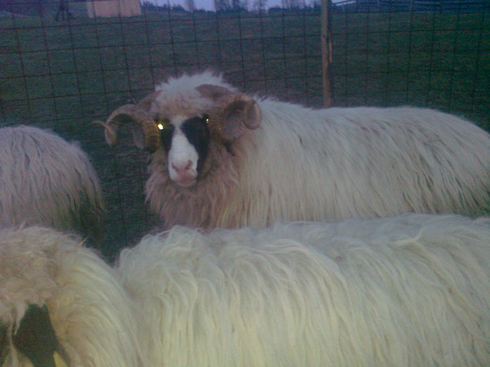 Photo0317 - 1BERBECII MEI