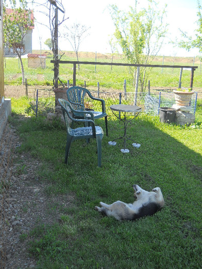 DSCN5271 - Aprilie-Mai 2012