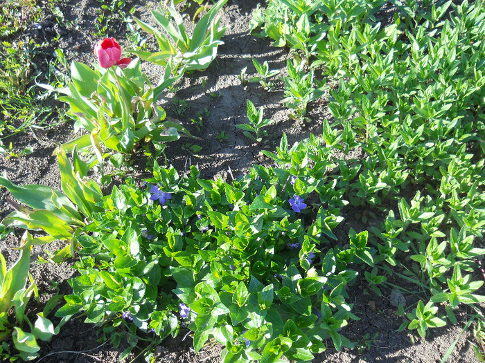 DSCN5282 - Aprilie-Mai 2012