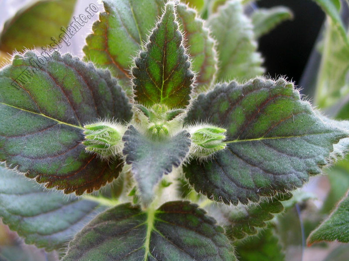 NEW - Kohleria Lima; 2012
